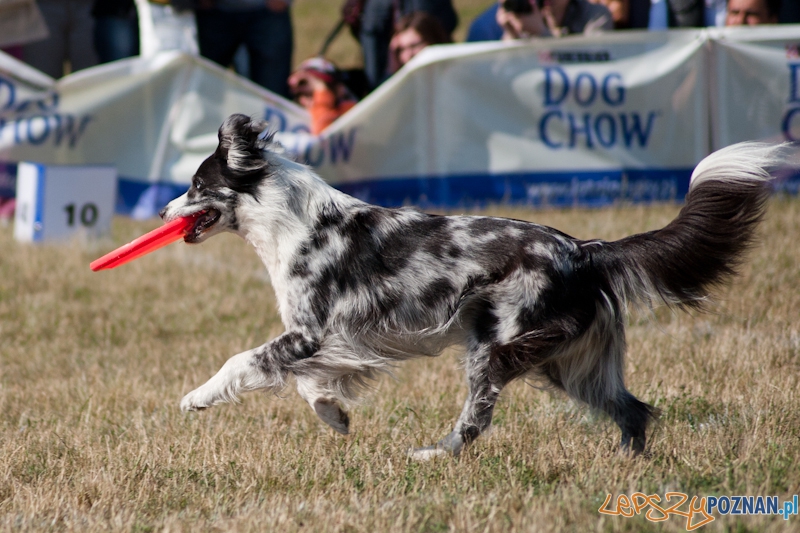 Dog Chow Disc Cup Poznań 2011 - 19.06.2011 r. Foto: LepszyPOZNAN.pl / Paweł Rychter Dog Chow Disc Cup Poznań 2011 - 19.06.2011 r. Foto: LepszyPOZNAN.pl / Paweł Rychter