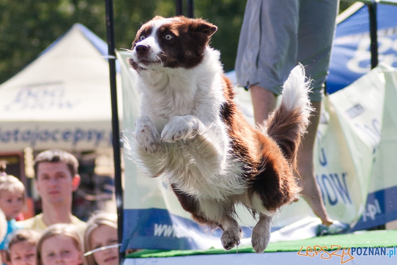 Dog Chow Disc Cup Poznań 2011 - 19.06.2011 r. Foto: LepszyPOZNAN.pl / Paweł Rychter Dog Chow Disc Cup Poznań 2011 - 19.06.2011 r. Foto: LepszyPOZNAN.pl / Paweł Rychter