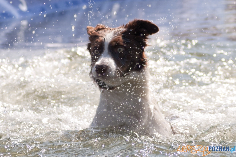 Dog Chow Disc Cup Poznań 2011 - 19.06.2011 r. Foto: LepszyPOZNAN.pl / Paweł Rychter Dog Chow Disc Cup Poznań 2011 - 19.06.2011 r. Foto: LepszyPOZNAN.pl / Paweł Rychter