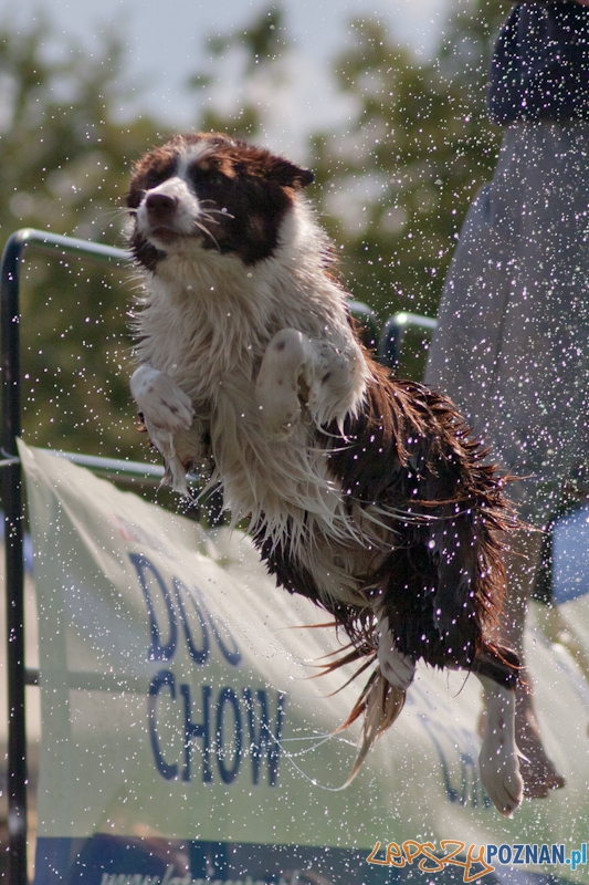 Dog Chow Disc Cup Poznań 2011 - 19.06.2011 r. Foto: LepszyPOZNAN.pl / Paweł Rychter Dog Chow Disc Cup Poznań 2011 - 19.06.2011 r. Foto: LepszyPOZNAN.pl / Paweł Rychter
