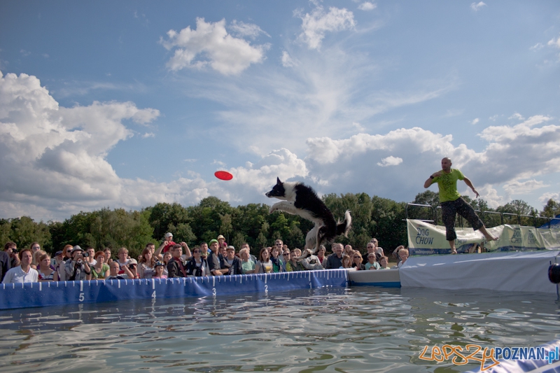 Dog Chow Disc Cup Poznań 2011 - 19.06.2011 r. Foto: LepszyPOZNAN.pl / Paweł Rychter Dog Chow Disc Cup Poznań 2011 - 19.06.2011 r. Foto: LepszyPOZNAN.pl / Paweł Rychter