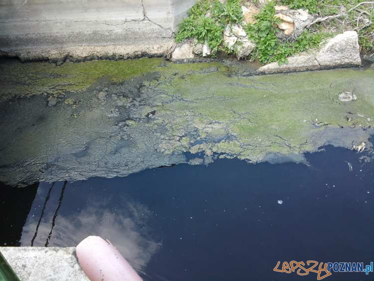 Zanieczyszczona Struga Średzka Foto: zmiana III JRG-6 Zanieczyszczona Struga Średzka Foto: zmiana III JRG-6