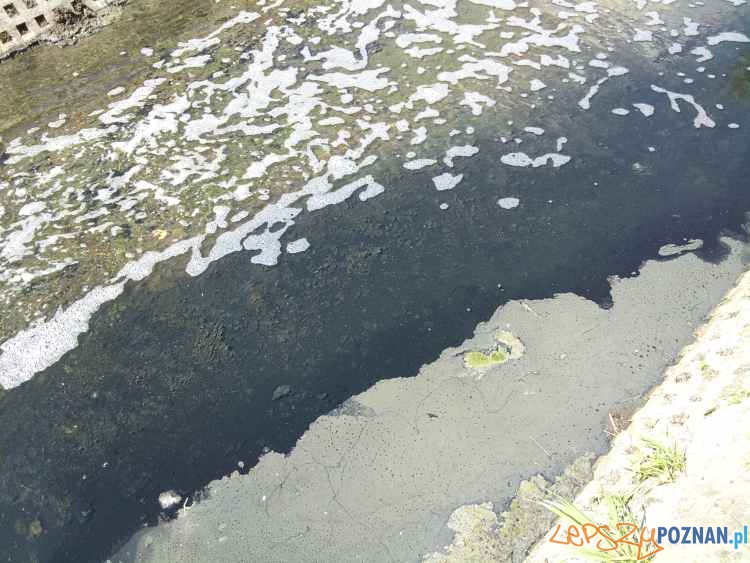 Zanieczyszczona Struga Średzka Foto: zmiana III JRG-6 Zanieczyszczona Struga Średzka Foto: zmiana III JRG-6