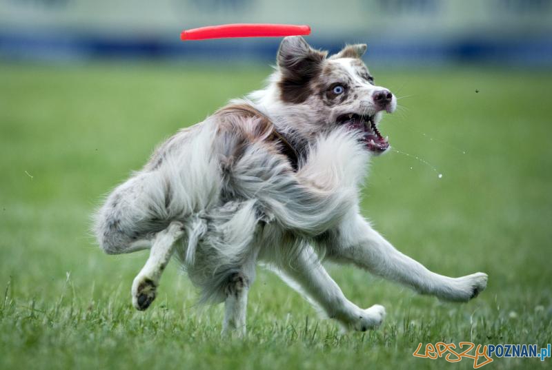 Grand Press Photo - III nagroda w kategorii Sport Foto: Grand Press Photo - III nagroda w kategorii Sport Foto: