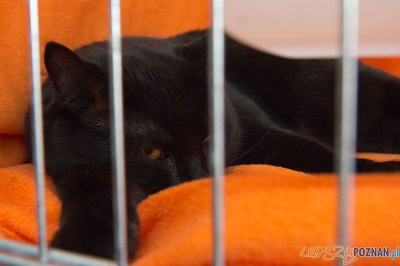 Światowa Wystawa kotów - FIFe World Cat Show 2011 Foto: lepszyPOZNAN.pl / Piotr Rychter Światowa Wystawa kotów - FIFe World Cat Show 2011 Foto: lepszyPOZNAN.pl / Piotr Rychter