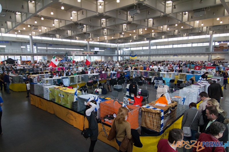 Światowa Wystawa kotów - FIFe World Cat Show 2011 Foto: lepszyPOZNAN.pl / Piotr Rychter Światowa Wystawa kotów - FIFe World Cat Show 2011 Foto: lepszyPOZNAN.pl / Piotr Rychter