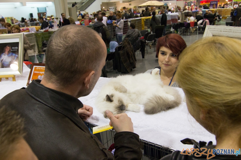 Światowa Wystawa kotów - FIFe World Cat Show 2011 Foto: lepszyPOZNAN.pl / Piotr Rychter Światowa Wystawa kotów - FIFe World Cat Show 2011 Foto: lepszyPOZNAN.pl / Piotr Rychter