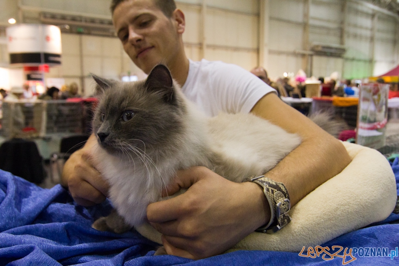 Światowa Wystawa kotów - FIFe World Cat Show 2011 Foto: lepszyPOZNAN.pl / Piotr Rychter Światowa Wystawa kotów - FIFe World Cat Show 2011 Foto: lepszyPOZNAN.pl / Piotr Rychter