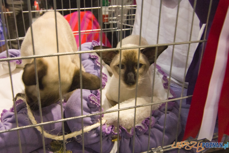 Światowa Wystawa kotów - FIFe World Cat Show 2011 Foto: lepszyPOZNAN.pl / Piotr Rychter Światowa Wystawa kotów - FIFe World Cat Show 2011 Foto: lepszyPOZNAN.pl / Piotr Rychter