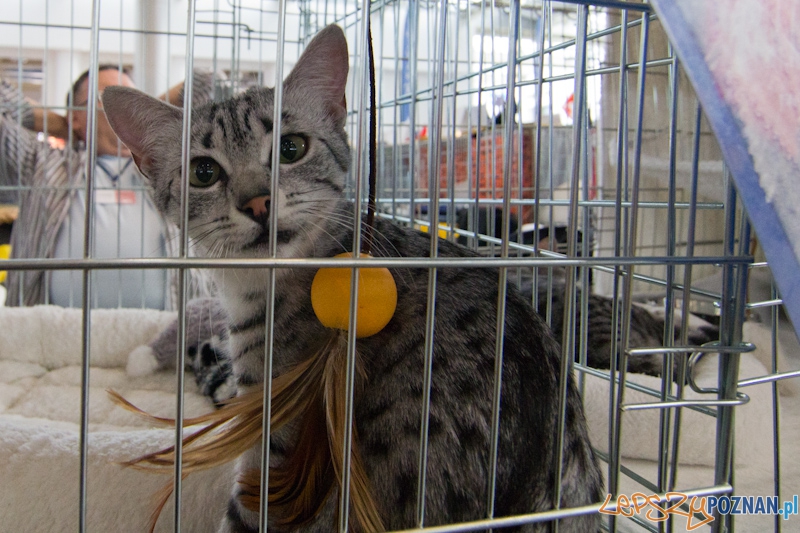 Światowa Wystawa kotów - FIFe World Cat Show 2011 Foto: lepszyPOZNAN.pl / Piotr Rychter Światowa Wystawa kotów - FIFe World Cat Show 2011 Foto: lepszyPOZNAN.pl / Piotr Rychter