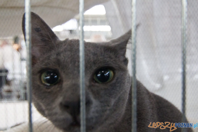 Światowa Wystawa kotów - FIFe World Cat Show 2011 Foto: lepszyPOZNAN.pl / Piotr Rychter Światowa Wystawa kotów - FIFe World Cat Show 2011 Foto: lepszyPOZNAN.pl / Piotr Rychter
