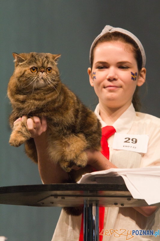Światowa Wystawa kotów - FIFe World Cat Show 2011 Foto: lepszyPOZNAN.pl / Piotr Rychter Światowa Wystawa kotów - FIFe World Cat Show 2011 Foto: lepszyPOZNAN.pl / Piotr Rychter
