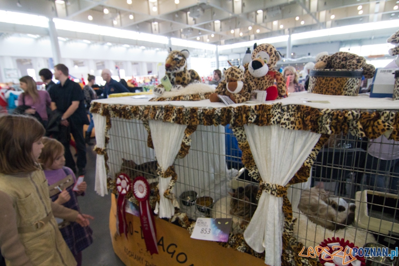 Światowa Wystawa kotów - FIFe World Cat Show 2011 Foto: lepszyPOZNAN.pl / Piotr Rychter Światowa Wystawa kotów - FIFe World Cat Show 2011 Foto: lepszyPOZNAN.pl / Piotr Rychter