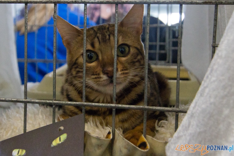 Światowa Wystawa kotów - FIFe World Cat Show 2011 Foto: lepszyPOZNAN.pl / Piotr Rychter Światowa Wystawa kotów - FIFe World Cat Show 2011 Foto: lepszyPOZNAN.pl / Piotr Rychter
