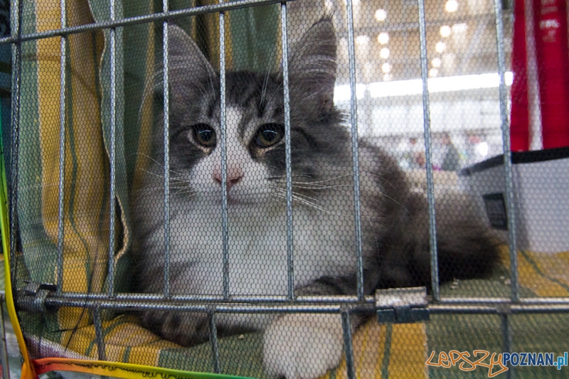 Światowa Wystawa kotów - FIFe World Cat Show 2011 Foto: lepszyPOZNAN.pl / Piotr Rychter Światowa Wystawa kotów - FIFe World Cat Show 2011 Foto: lepszyPOZNAN.pl / Piotr Rychter