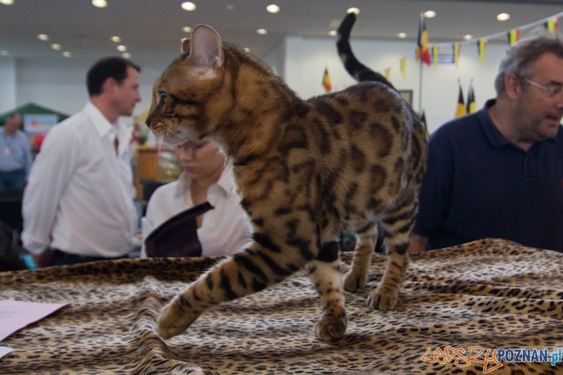 Światowa Wystawa kotów - FIFe World Cat Show 2011 Foto: lepszyPOZNAN.pl / Piotr Rychter Światowa Wystawa kotów - FIFe World Cat Show 2011 Foto: lepszyPOZNAN.pl / Piotr Rychter