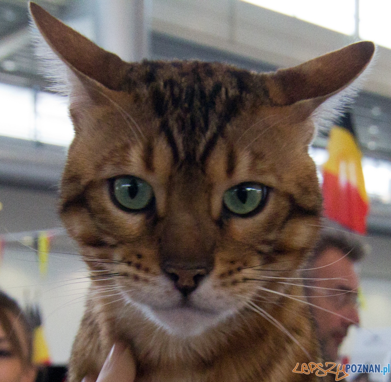 Światowa Wystawa kotów - FIFe World Cat Show 2011 Foto: lepszyPOZNAN.pl / Piotr Rychter Światowa Wystawa kotów - FIFe World Cat Show 2011 Foto: lepszyPOZNAN.pl / Piotr Rychter