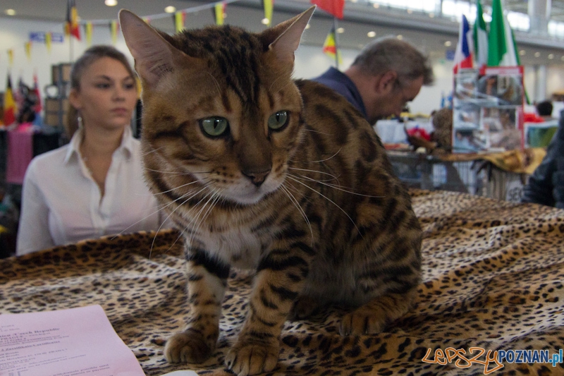 Światowa Wystawa kotów - FIFe World Cat Show 2011 Foto: lepszyPOZNAN.pl / Piotr Rychter Światowa Wystawa kotów - FIFe World Cat Show 2011 Foto: lepszyPOZNAN.pl / Piotr Rychter
