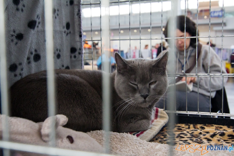 Światowa Wystawa kotów - FIFe World Cat Show 2011 Foto: lepszyPOZNAN.pl / Piotr Rychter Światowa Wystawa kotów - FIFe World Cat Show 2011 Foto: lepszyPOZNAN.pl / Piotr Rychter