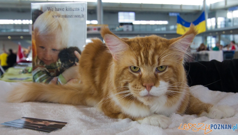 Światowa Wystawa kotów - FIFe World Cat Show 2011 Foto: lepszyPOZNAN.pl / Piotr Rychter Światowa Wystawa kotów - FIFe World Cat Show 2011 Foto: lepszyPOZNAN.pl / Piotr Rychter