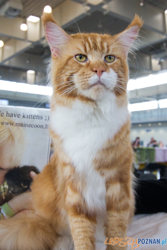 Światowa Wystawa kotów - FIFe World Cat Show 2011 Foto: lepszyPOZNAN.pl / Piotr Rychter Światowa Wystawa kotów - FIFe World Cat Show 2011 Foto: lepszyPOZNAN.pl / Piotr Rychter