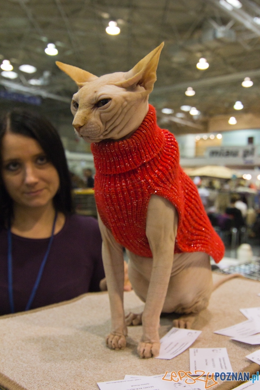 Światowa Wystawa kotów - FIFe World Cat Show 2011 Foto: lepszyPOZNAN.pl / Piotr Rychter Światowa Wystawa kotów - FIFe World Cat Show 2011 Foto: lepszyPOZNAN.pl / Piotr Rychter