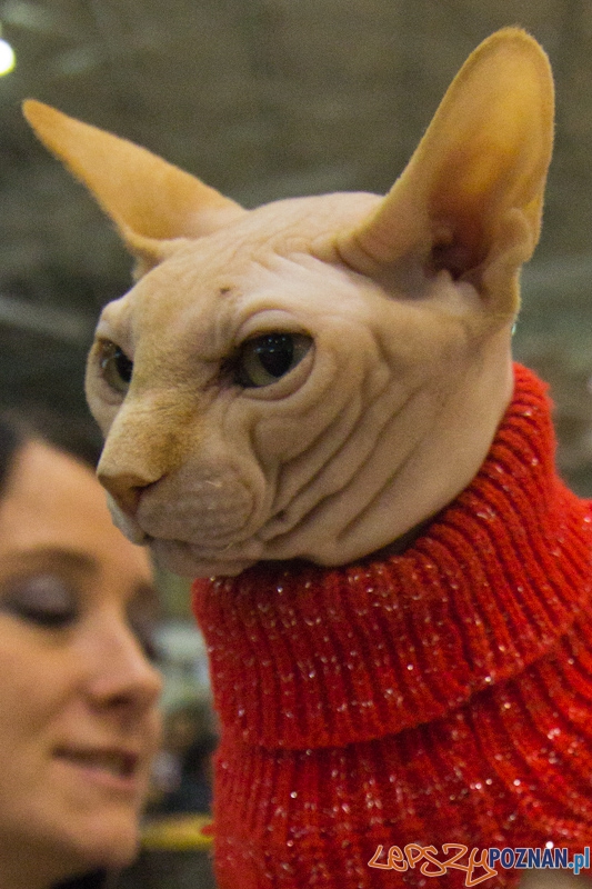 Światowa Wystawa kotów - FIFe World Cat Show 2011 Foto: lepszyPOZNAN.pl / Piotr Rychter Światowa Wystawa kotów - FIFe World Cat Show 2011 Foto: lepszyPOZNAN.pl / Piotr Rychter