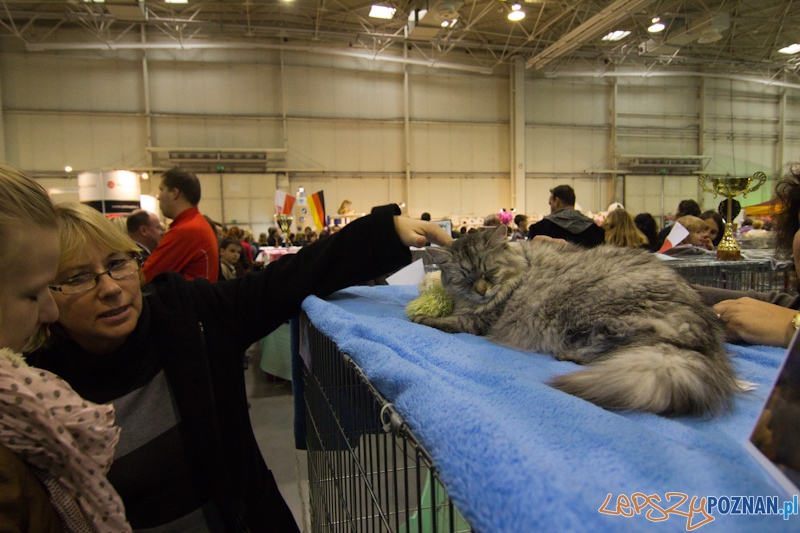 Światowa Wystawa kotów - FIFe World Cat Show 2011 Foto: lepszyPOZNAN.pl / Piotr Rychter Światowa Wystawa kotów - FIFe World Cat Show 2011 Foto: lepszyPOZNAN.pl / Piotr Rychter