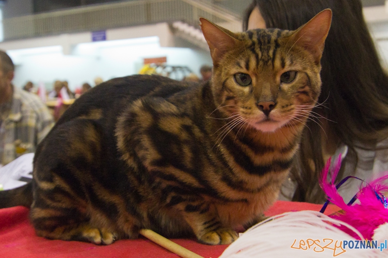 Światowa Wystawa kotów - FIFe World Cat Show 2011 Foto: lepszyPOZNAN.pl / Piotr Rychter Światowa Wystawa kotów - FIFe World Cat Show 2011 Foto: lepszyPOZNAN.pl / Piotr Rychter