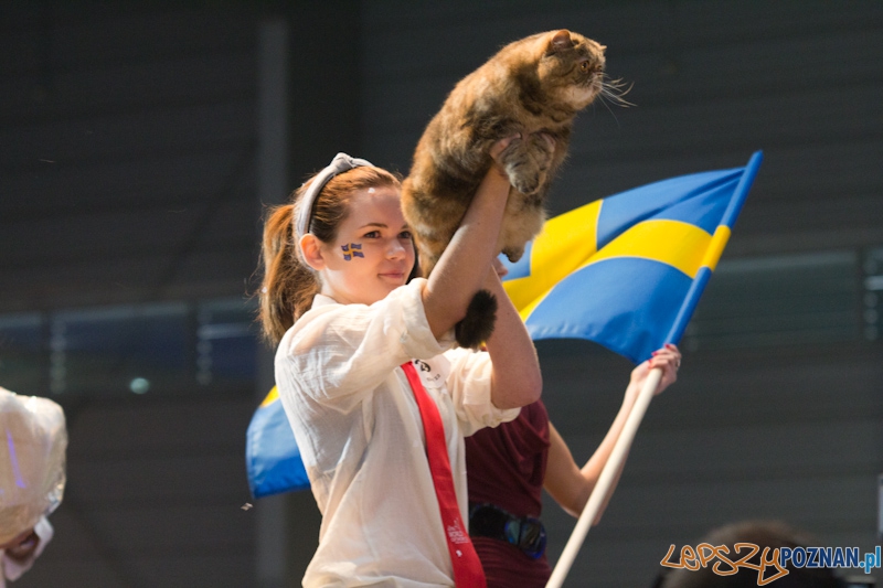 Światowa Wystawa kotów - FIFe World Cat Show 2011 Foto: lepszyPOZNAN.pl / Piotr Rychter Światowa Wystawa kotów - FIFe World Cat Show 2011 Foto: lepszyPOZNAN.pl / Piotr Rychter