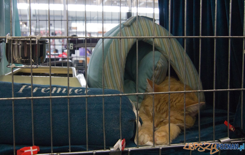 Światowa Wystawa kotów - FIFe World Cat Show 2011 Foto: lepszyPOZNAN.pl / Piotr Rychter Światowa Wystawa kotów - FIFe World Cat Show 2011 Foto: lepszyPOZNAN.pl / Piotr Rychter