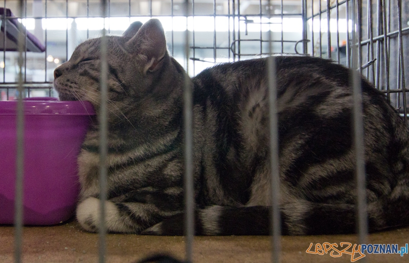 Światowa Wystawa kotów - FIFe World Cat Show 2011 Foto: lepszyPOZNAN.pl / Piotr Rychter Światowa Wystawa kotów - FIFe World Cat Show 2011 Foto: lepszyPOZNAN.pl / Piotr Rychter