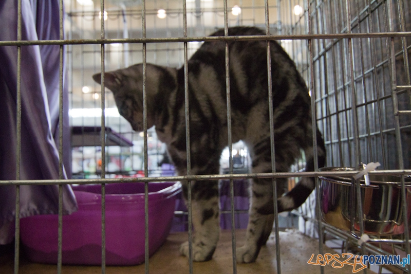 Światowa Wystawa kotów - FIFe World Cat Show 2011 Foto: lepszyPOZNAN.pl / Piotr Rychter Światowa Wystawa kotów - FIFe World Cat Show 2011 Foto: lepszyPOZNAN.pl / Piotr Rychter