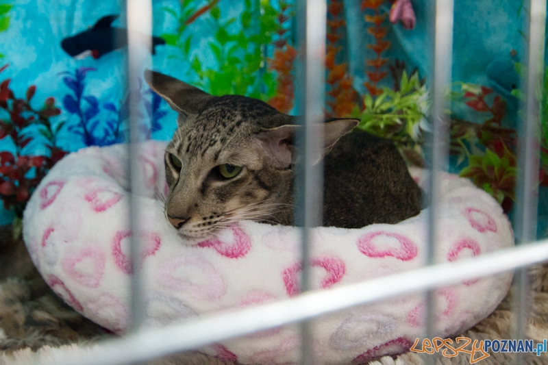 Światowa Wystawa kotów - FIFe World Cat Show 2011 Foto: lepszyPOZNAN.pl / Piotr Rychter Światowa Wystawa kotów - FIFe World Cat Show 2011 Foto: lepszyPOZNAN.pl / Piotr Rychter