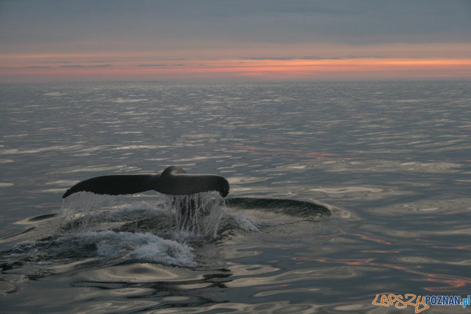 Just Scandinavia Foto: Just Scandinavia Foto: