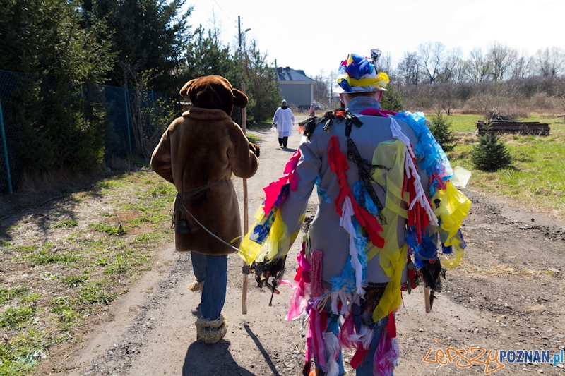 Żandary na Ławicy Foto: lepszyPOZNAN.pl / Piotr Rychter Żandary na Ławicy Foto: lepszyPOZNAN.pl / Piotr Rychter
