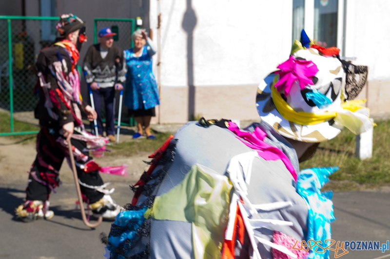 Żandary na Ławicy Foto: lepszyPOZNAN.pl / Piotr Rychter Żandary na Ławicy Foto: lepszyPOZNAN.pl / Piotr Rychter