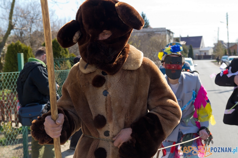 Żandary na Ławicy Foto: lepszyPOZNAN.pl / Piotr Rychter Żandary na Ławicy Foto: lepszyPOZNAN.pl / Piotr Rychter