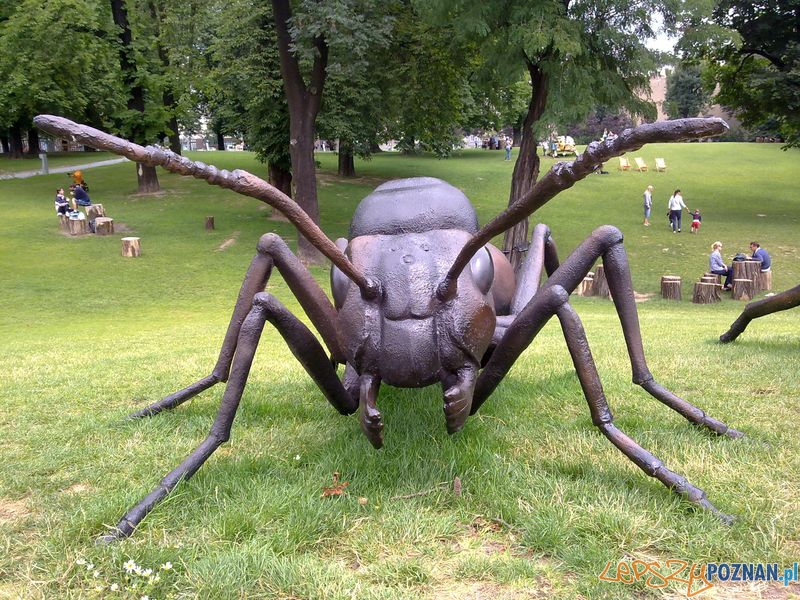 Gigantyczne owady w Starym Browarze (10) Foto: Gigantyczne owady w Starym Browarze (10) Foto: