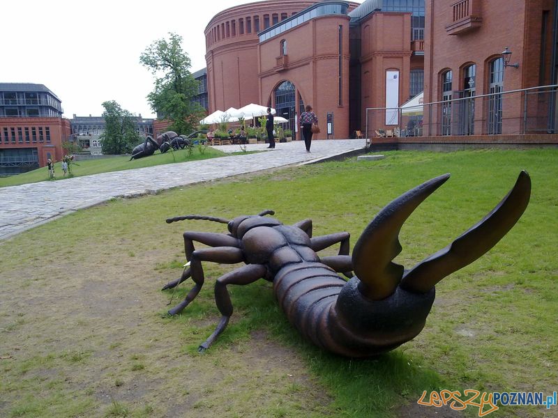 Gigantyczne owady w Starym Browarze (11) Foto: Gigantyczne owady w Starym Browarze (11) Foto: