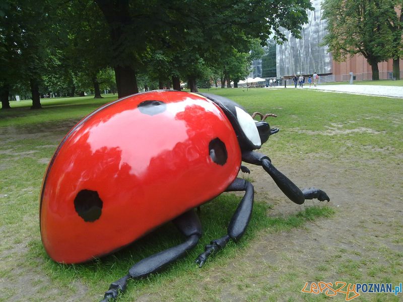 Gigantyczne owady w Starym Browarze (13) Foto: Gigantyczne owady w Starym Browarze (13) Foto: