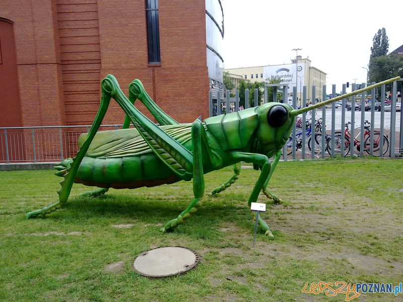 Gigantyczne owady w Starym Browarze (14) Foto: Gigantyczne owady w Starym Browarze (14) Foto: