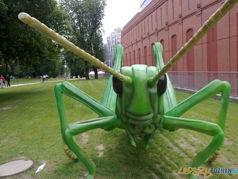 Gigantyczne owady w Starym Browarze (15) Foto: Gigantyczne owady w Starym Browarze (15) Foto: