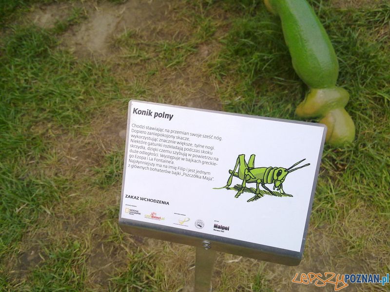 Gigantyczne owady w Starym Browarze (17) Foto: Gigantyczne owady w Starym Browarze (17) Foto: