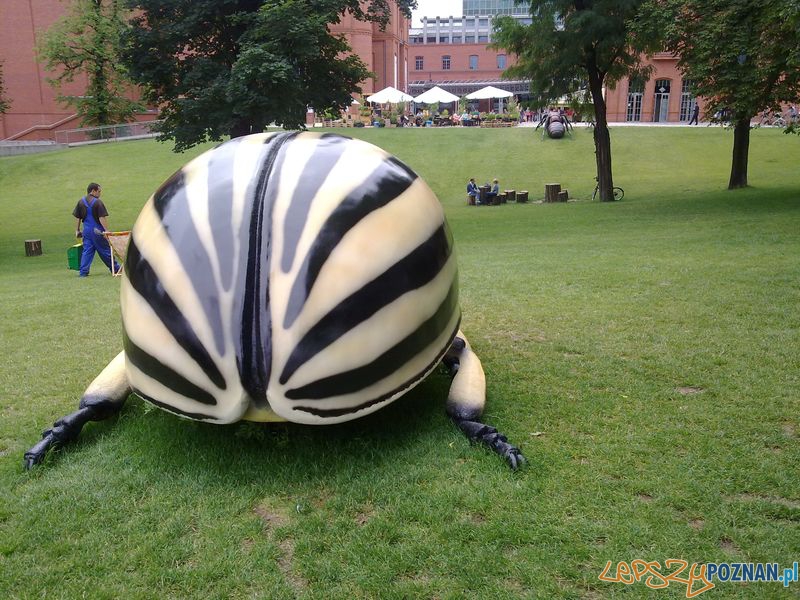 Gigantyczne owady w Starym Browarze (4) Foto: Gigantyczne owady w Starym Browarze (4) Foto: