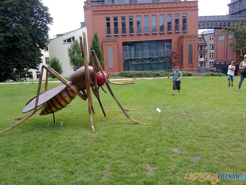 Gigantyczne owady w Starym Browarze (7) Foto: Gigantyczne owady w Starym Browarze (7) Foto: