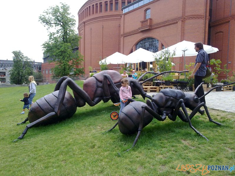 Gigantyczne owady w Starym Browarze (8) Foto: Gigantyczne owady w Starym Browarze (8) Foto: