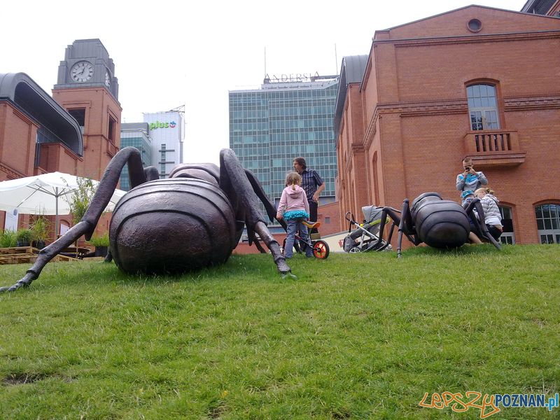 Gigantyczne owady w Starym Browarze (9) Foto: Gigantyczne owady w Starym Browarze (9) Foto: