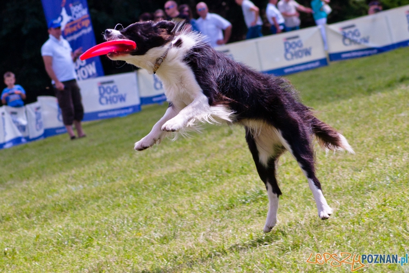 Dog Chow Cup 2012 w parku Cytadela - Poznań 12.08.2012 r. Foto: LepszyPOZNAN.pl / Paweł Rychter Dog Chow Cup 2012 w parku Cytadela - Poznań 12.08.2012 r. Foto: LepszyPOZNAN.pl / Paweł Rychter