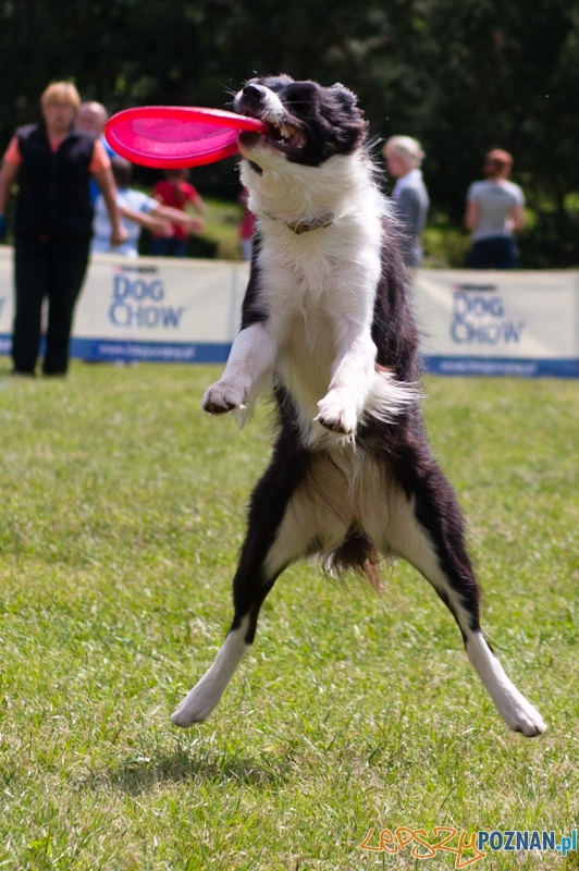 Dog Chow Cup 2012 w parku Cytadela - Poznań 12.08.2012 r. Foto: LepszyPOZNAN.pl / Paweł Rychter Dog Chow Cup 2012 w parku Cytadela - Poznań 12.08.2012 r. Foto: LepszyPOZNAN.pl / Paweł Rychter